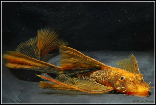 BRISTLENOSE CALICO LONGFIN (Ancistrus .sp)