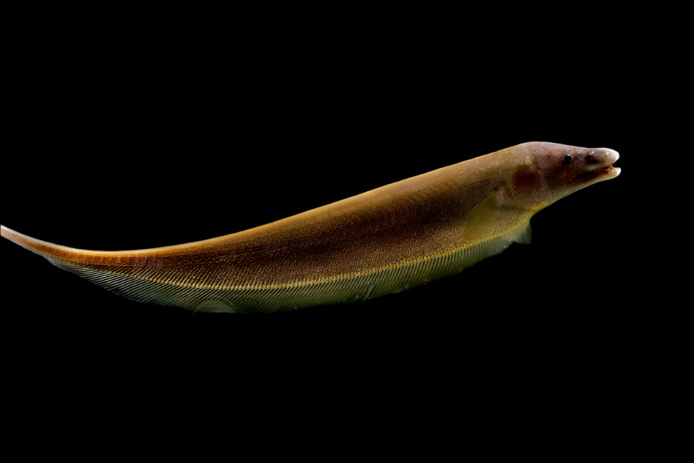 BROWN GHOST KNIFE (Apteronotus leptorhynchus) - Aquarists Across Canada