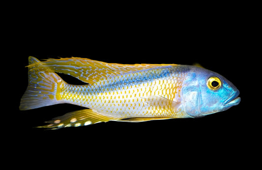 BUCCHO RHOADESSI (HOUSEBRED, F1)7" MALE