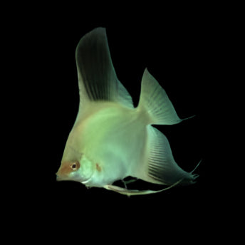 BULGARIAN GREEN/RED CHEEK ANGELFISH (Pterophyllum scalare) - Aquarists Across Canada