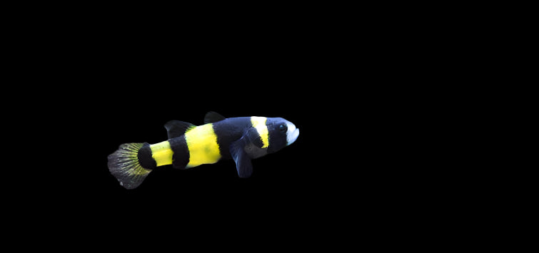 BUMBLEBEE GOBY (Brachygobius Doriae)