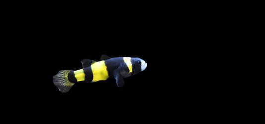 BUMBLEBEE GOBY (Brachygobius Doriae)