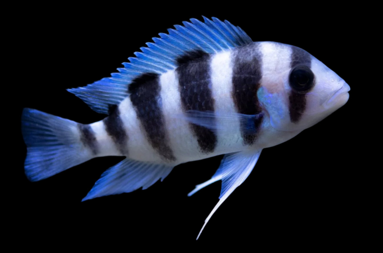 BURUNDI FRONTOSA (Cyphotilapia .sp Burundi) 1-1.5" (2.5-4cm) DY2405