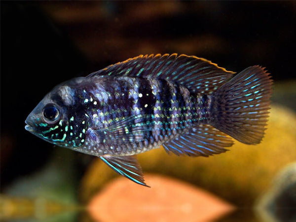 TRUE BLUE ACARA (Andinoacara pulcher)