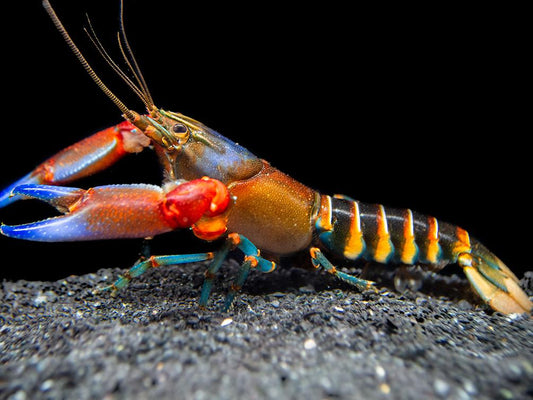 ZEBRA TIGER CRAYFISH (Cherax Peknyi)