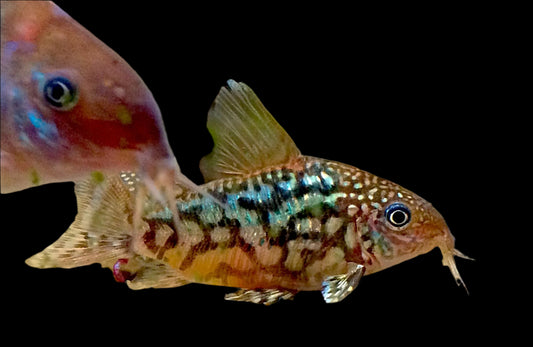 C005 ALBERTINI CORYDORAS *RARE* (Corydoras Albertini)