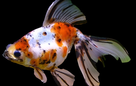 CALICO ORANDA (Carassius auratus) 2.5-3.25" 2402