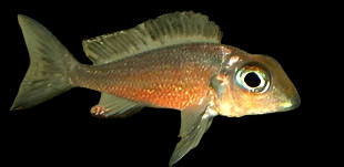 CALLOCHROMIS MACROPS "NDOLE BAY"