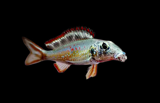 CALLOCHROMIS PLEUROSPILUS "KIGOMA" 2' A2405TW