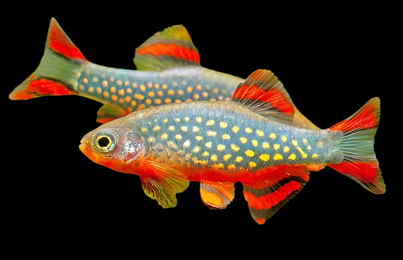 CELESTIAL PEARL DANIO *GALAXY RASBORA* (Celestichthys margaritatus) - Aquarists Across Canada
