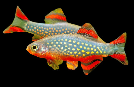 CELESTIAL PEARL DANIO *GALAXY RASBORA* (Celestichthys margaritatus) - Aquarists Across Canada