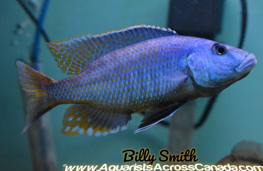 CHAMPSOCHROMIS SPIROLYNCHUS (F1 HOUSEBRED) 3.5" SEXED - Aquarists Across Canada