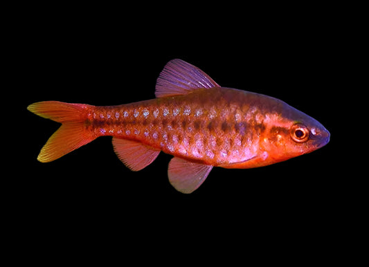 CHERRY BARB (Puntius titteya) - Aquarists Across Canada