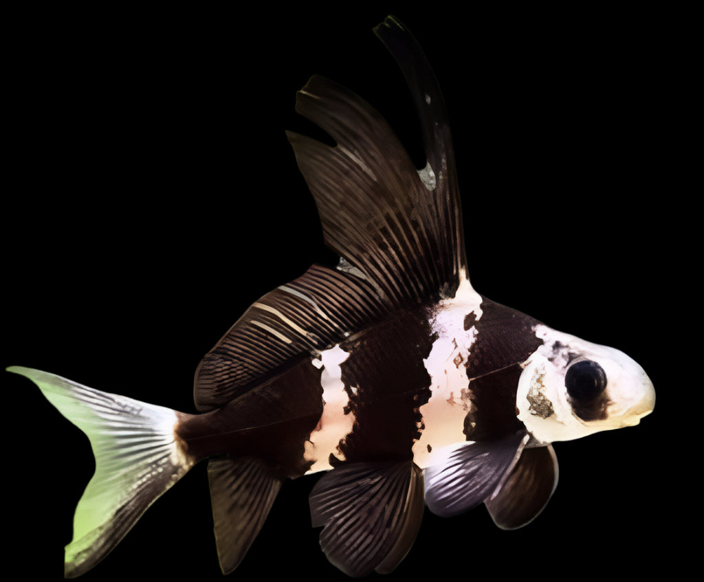 CHINESE HI-FIN BANDED SHARK (Myxocyprinus asiaticus) 1.5-2" 2408 - Aquarists Across Canada