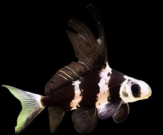 CHINESE HI-FIN BANDED SHARK (Myxocyprinus asiaticus) 1.5-2" 2408 - Aquarists Across Canada