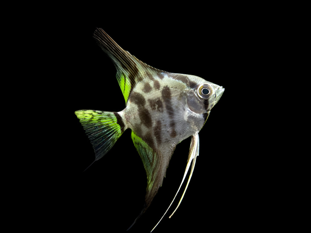 CLOWN ANGEL (pterophyllum "Scalare")1-1.5"(2.5-4cm) D2404YS