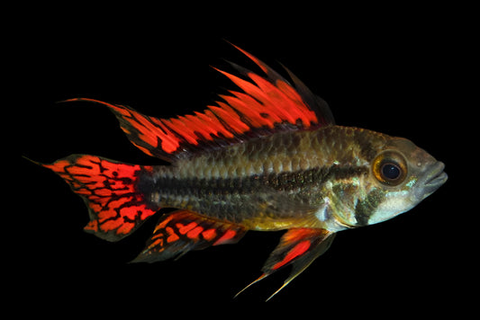 COCKATOO DWARF CICHLID (Apistogramma cacatuoides)
