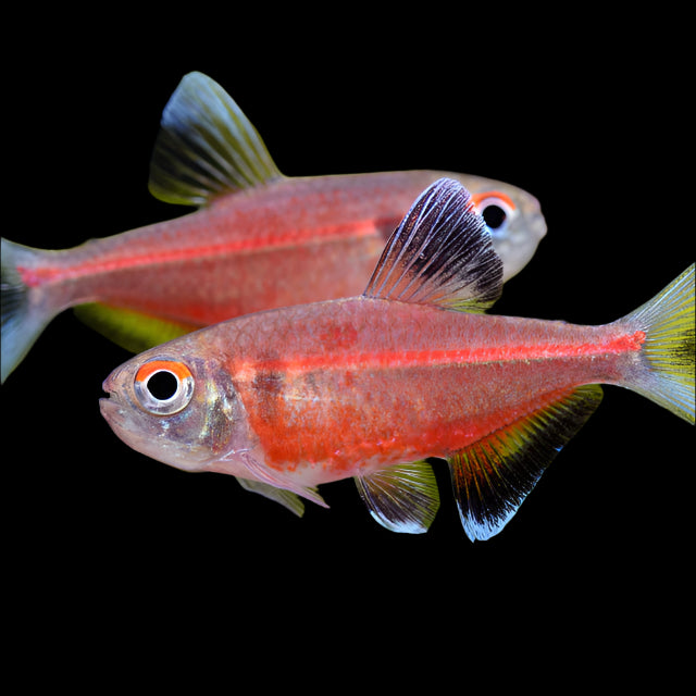 COERULEAN TETRA (Hemigrammus Coeruleus "Rio Negra"