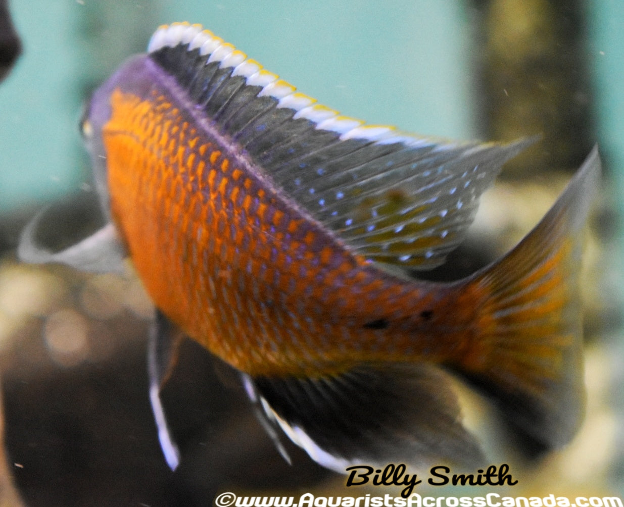 COPADICHROMIS BORLEYI *KADANGO* (RED FIN BORLEYI) *HOUSEBRED*. DOMESTIC 8" - Aquarists Across Canada