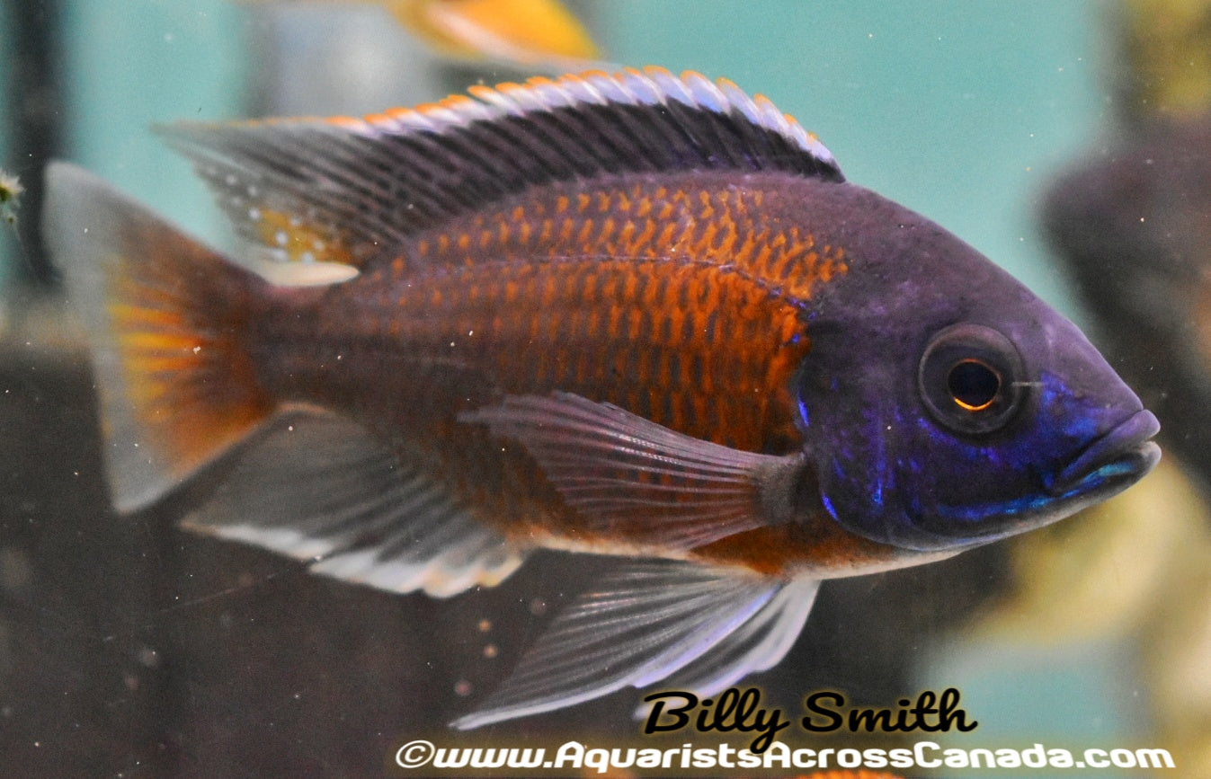 COPADICHROMIS BORLEYI *KADANGO* (RED FIN BORLEYI) *HOUSEBRED*. DOMESTIC 8" - Aquarists Across Canada