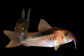 CORYDORAS ZYGATUS (Corydoras Zygatus) - Aquarists Across Canada