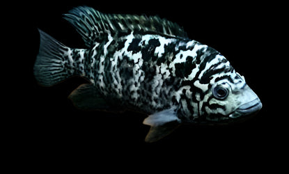 CUBAN CICHLID (Nandopsis tetracanthus)