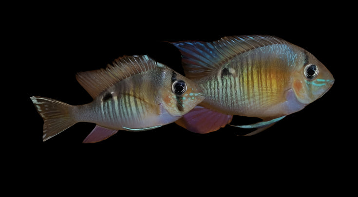 CUPID CICHLID (Biotodoma cupido) - Aquarists Across Canada