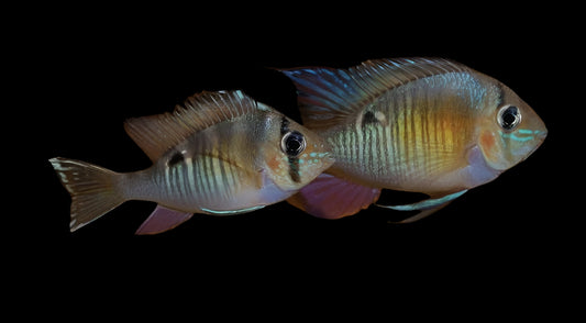 CUPID CICHLID (Biotodoma cupido) XL