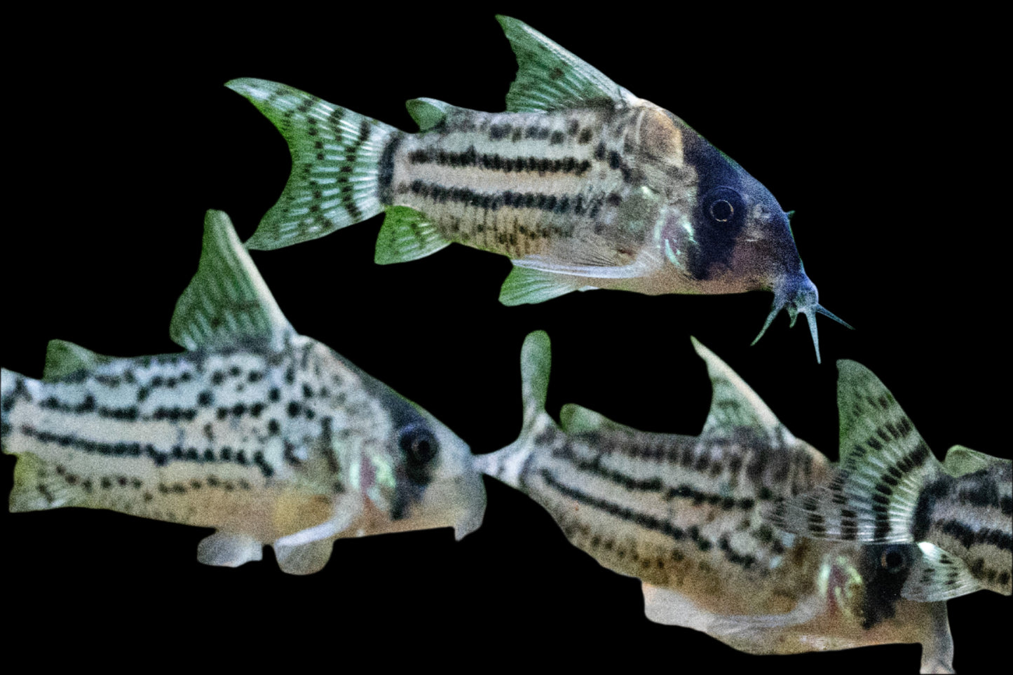 CW28 CORYDORAS SUPER SCHWARTZI - Aquarists Across Canada