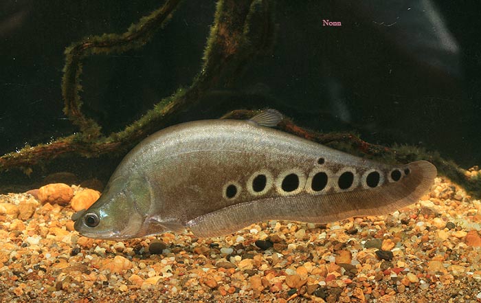 CLOWN KNIFE (Chitala ornata) - Aquarists Across Canada