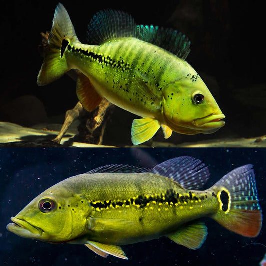 XINGU PEACOCK BASS *Cichla melaniae*