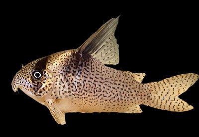 DELPHAX CORYDORA (Corydoras Delphax) - Aquarists Across Canada