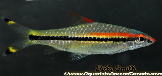 DENISONI BARB (Sahyadria denisonii) 6" - Aquarists Across Canada