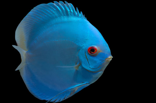 DISCUS BLUE DIAMOND *Symphysodon aequifasciatus* 3"