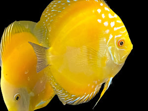 DISCUS GOLDEN CRYSTAL *Symphysodon aequifasciatus* 4-5" 2404