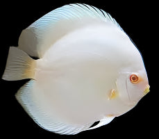 DISCUS WHITE DIAMOND *Symphysodon aequifasciatus* 3.5"
