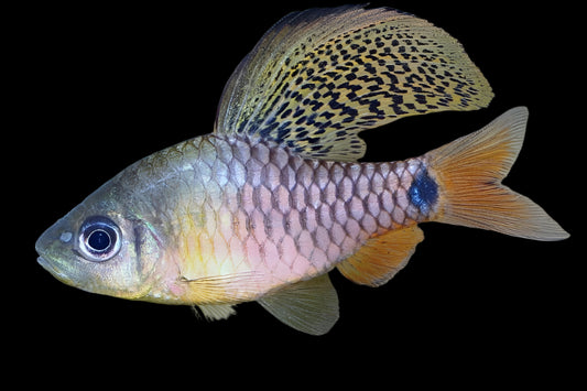 DRAPE FIN BARB (Oreichthys crenuchoides)
