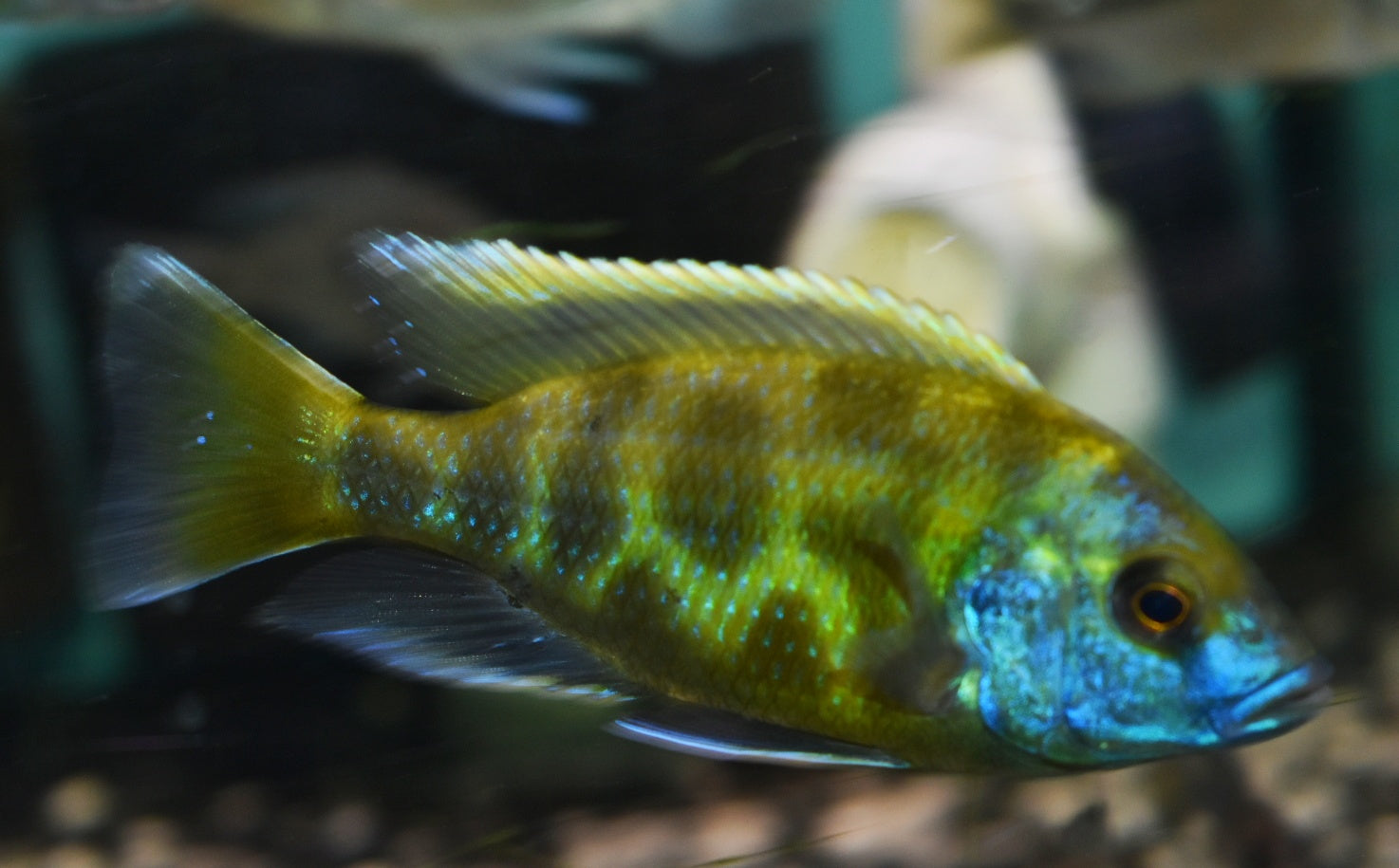 NIMBOCHROMIS VENUSTUS (HOUSEBRED DOMESTIC) 1.5" UNSEXED - Aquarists Across Canada