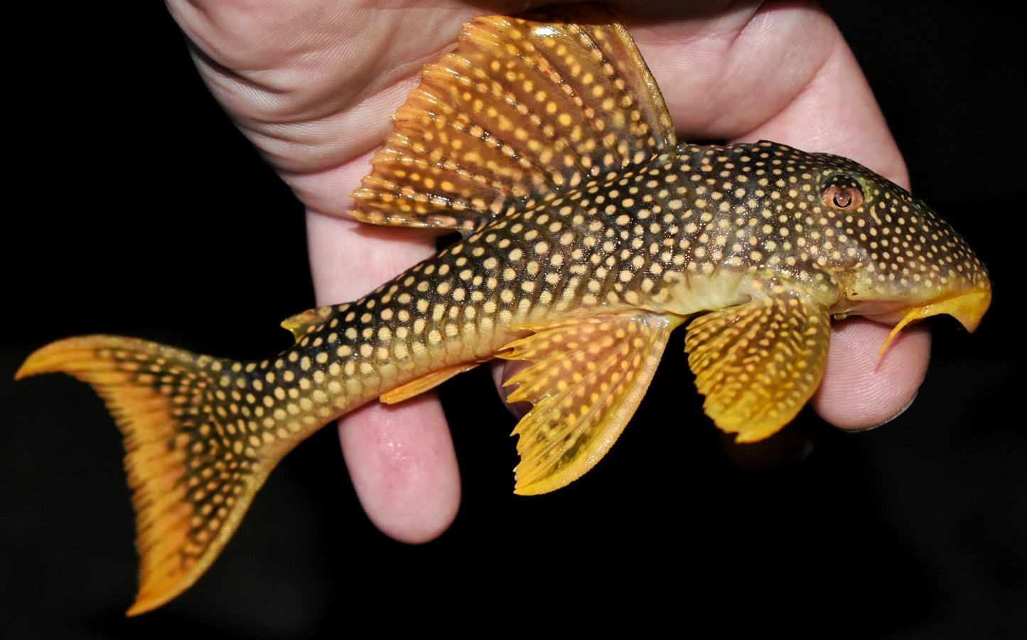 L14 SUNSHINE PLECO (Scobinancistrus aureatus )