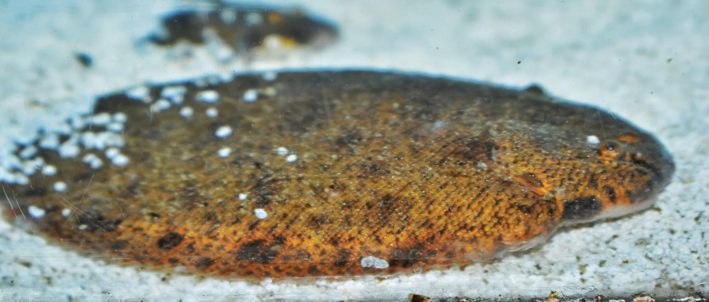 FRESHWATER RIVER SOLE (Brachirus panoides)