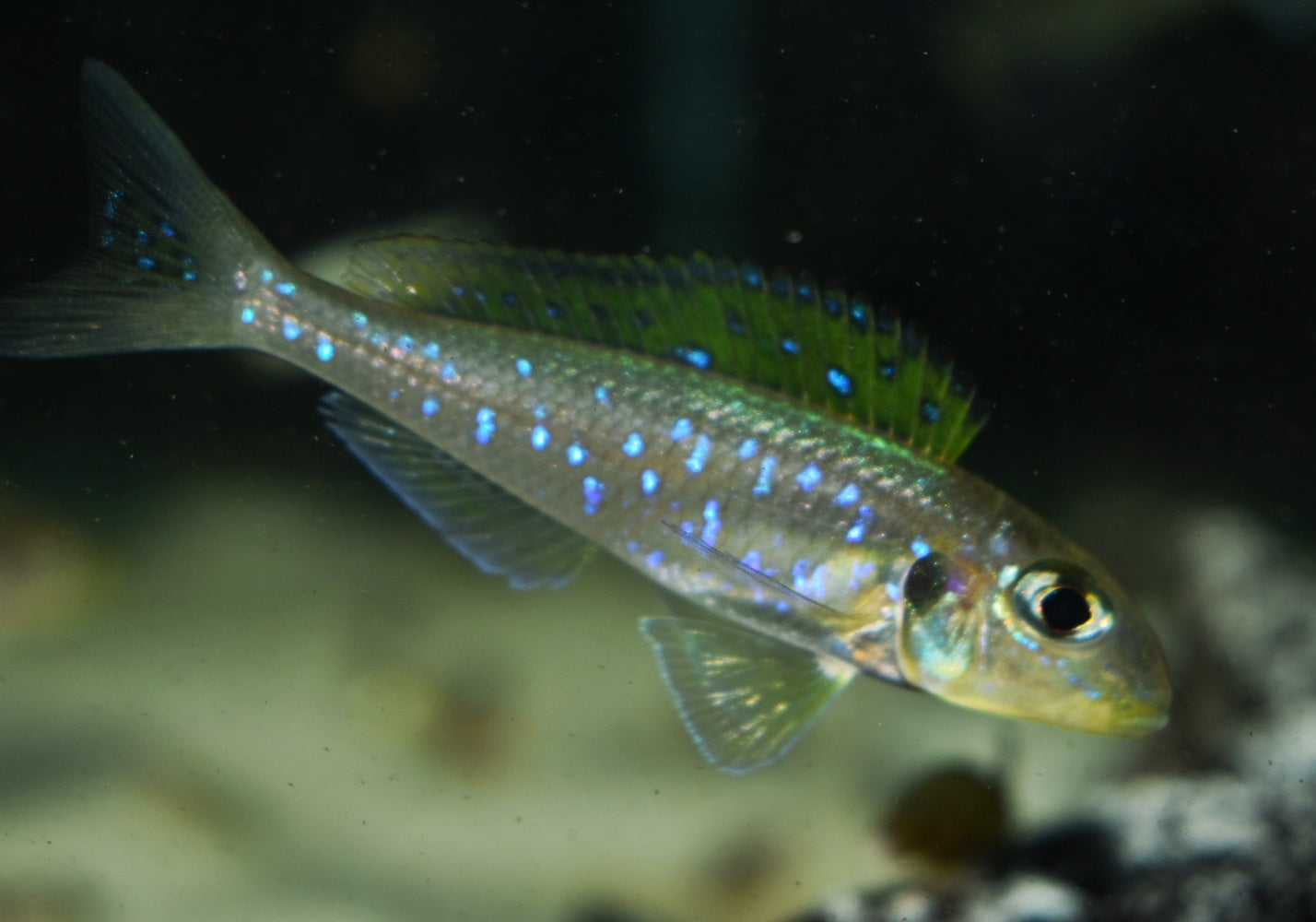 XENOTILAPIA FLAVIPINNIS "CAPE TEMBWE" - Aquarists Across Canada