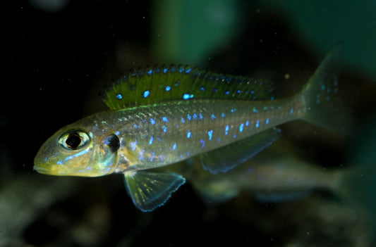 XENOTILAPIA FLAVIPINNIS "CAPE TEMBWE" - Aquarists Across Canada