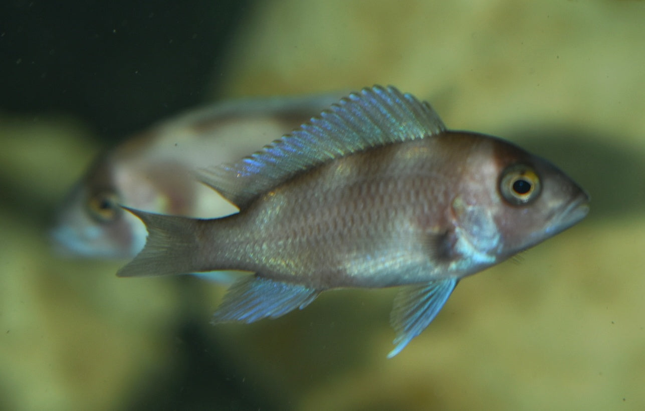 RED FRONTOSA (Cyphotilapia .sp Red)