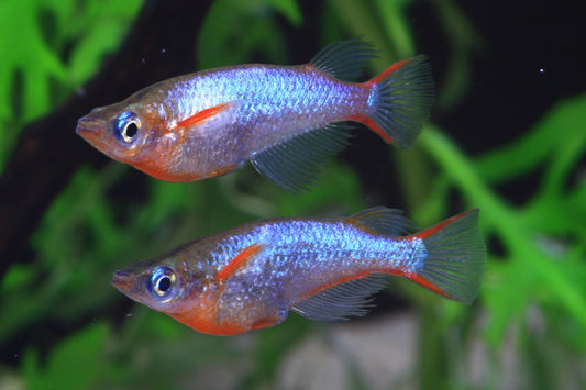 DAISY'S BLUE RICE FISH (Oryzias latipes)