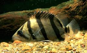 SIAMESE TIGERFISH (Datnoides undecimradiatus) - Aquarists Across Canada