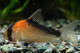DUPLICAREUS CORYDORA (Corydoras Duplicareus) - Aquarists Across Canada