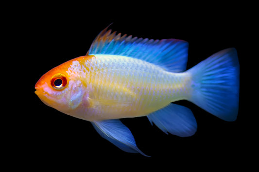 ELECTRIC BLUE GOLDEN RAM Mikrogeophagus ramirezi