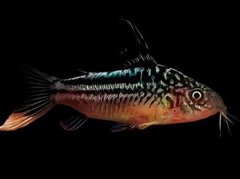 ELEGANT CORYDORAS (Corydoras Elegans) - Aquarists Across Canada