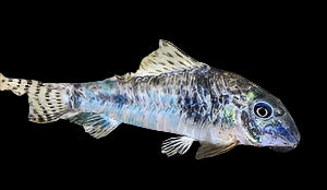 ELLIS CORYDORA (Corydoras ellisae) - Aquarists Across Canada