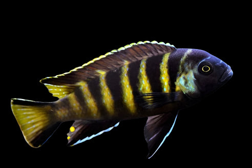 ELONGATUS CHAILOSI (Chindongo sp. Elongatus Chailosi"